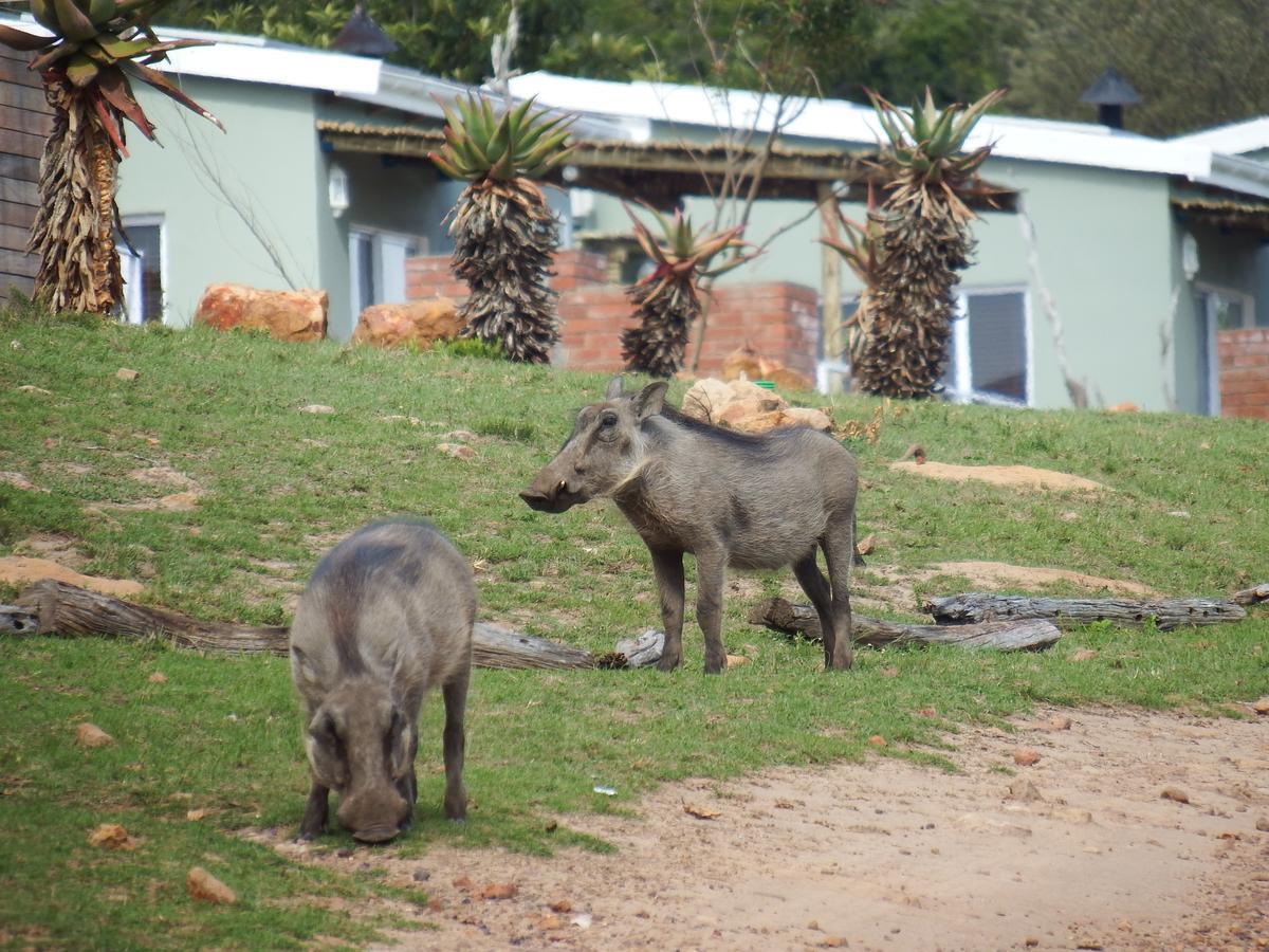 Stoneyvale Cottages Grahamstown Esterno foto